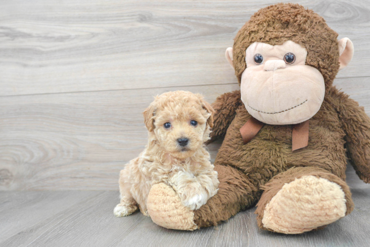 Fluffy Poochon Poodle Mix Pup