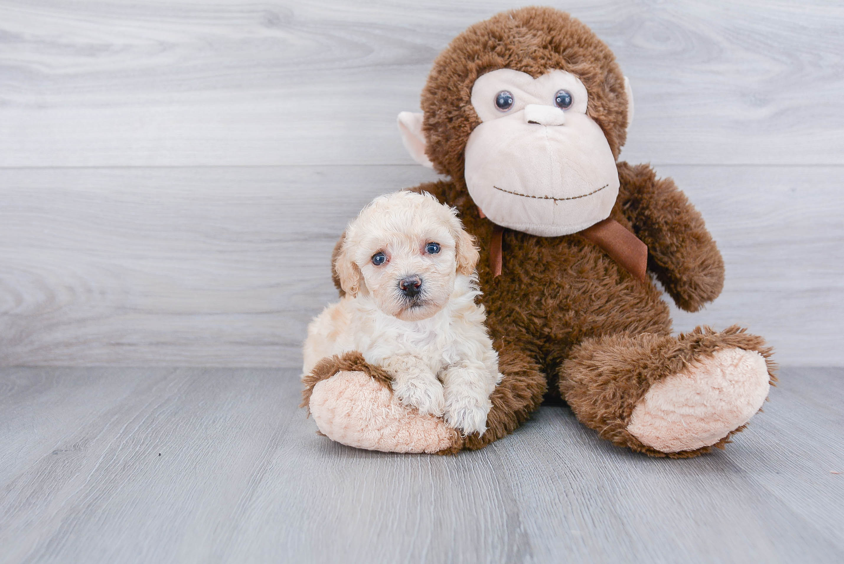 Poochon Pup Being Cute