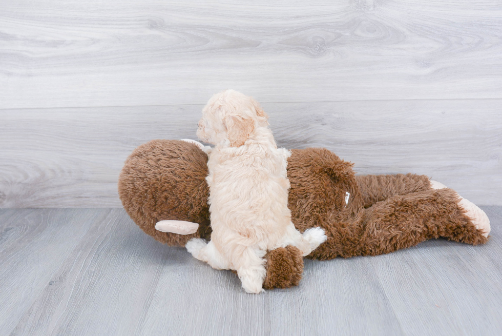 Smart Poochon Poodle Mix Pup