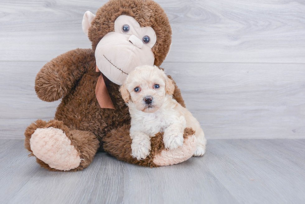 Smart Poochon Poodle Mix Pup