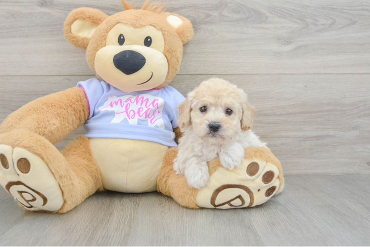 Best Poochon Baby
