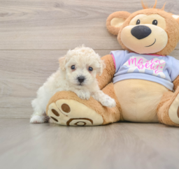 5 week old Poochon Puppy For Sale - Premier Pups