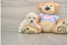 Poochon Puppy for Adoption