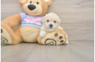 Petite Poochon Poodle Mix Pup