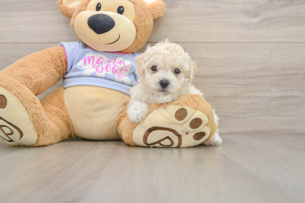 Petite Poochon Poodle Mix Pup