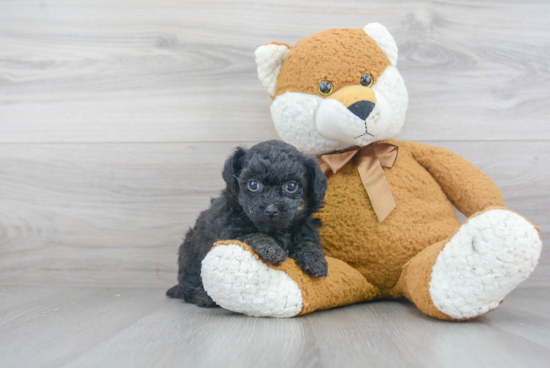 Little Bichpoo Poodle Mix Puppy