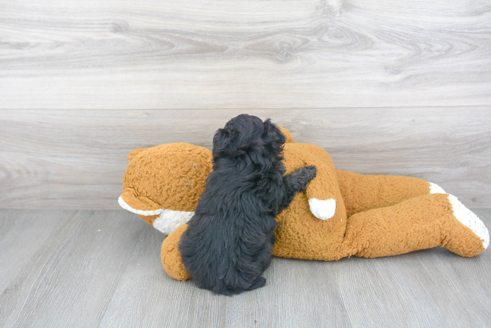 Energetic Bichpoo Poodle Mix Puppy