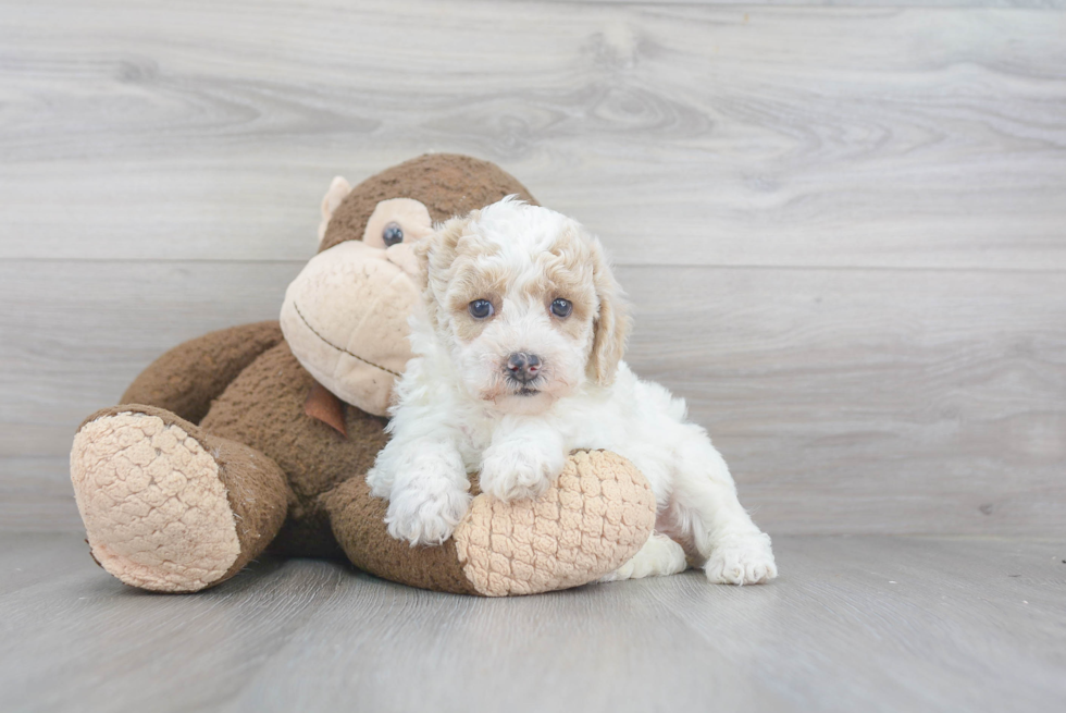 Hypoallergenic Bichpoo Poodle Mix Puppy