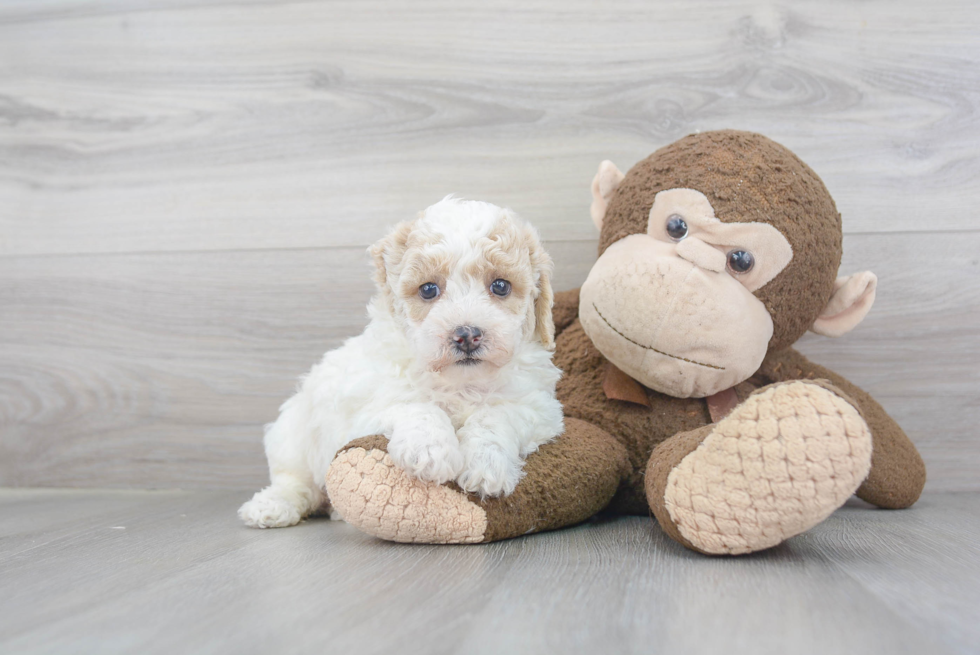 Happy Poochon Baby