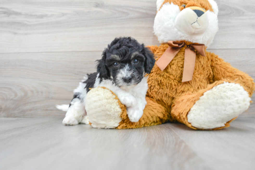 Poochon Puppy for Adoption