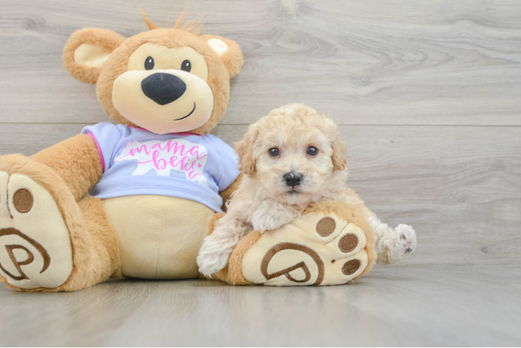 Best Poochon Baby