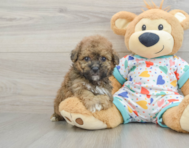 6 week old Poochon Puppy For Sale - Premier Pups