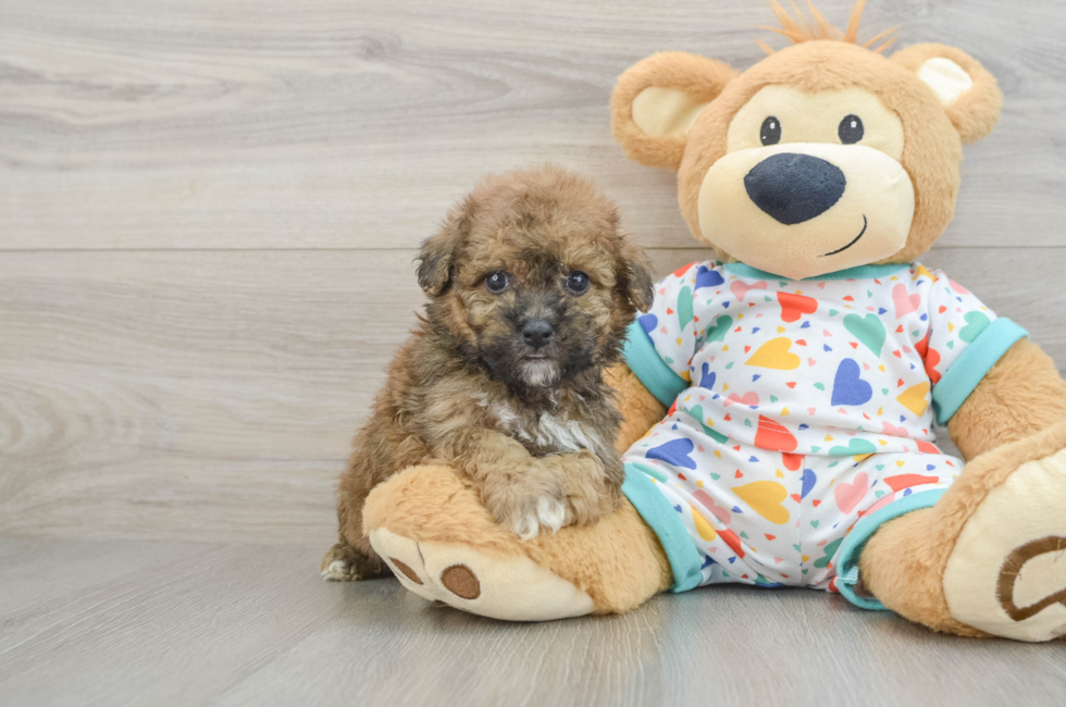 5 week old Poochon Puppy For Sale - Premier Pups