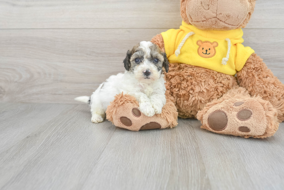 Poochon Pup Being Cute