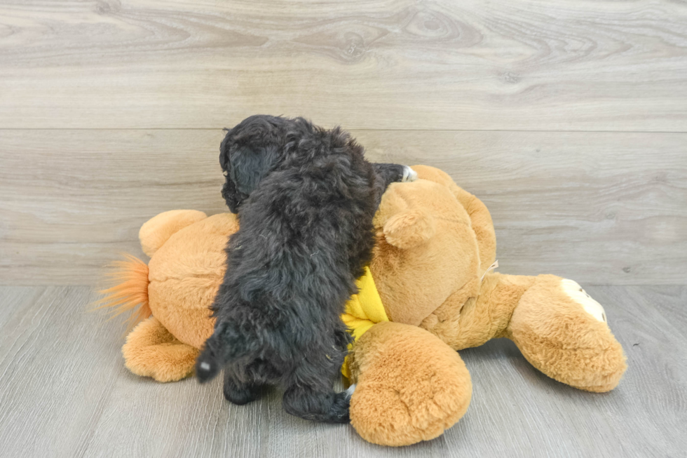 Poochon Pup Being Cute