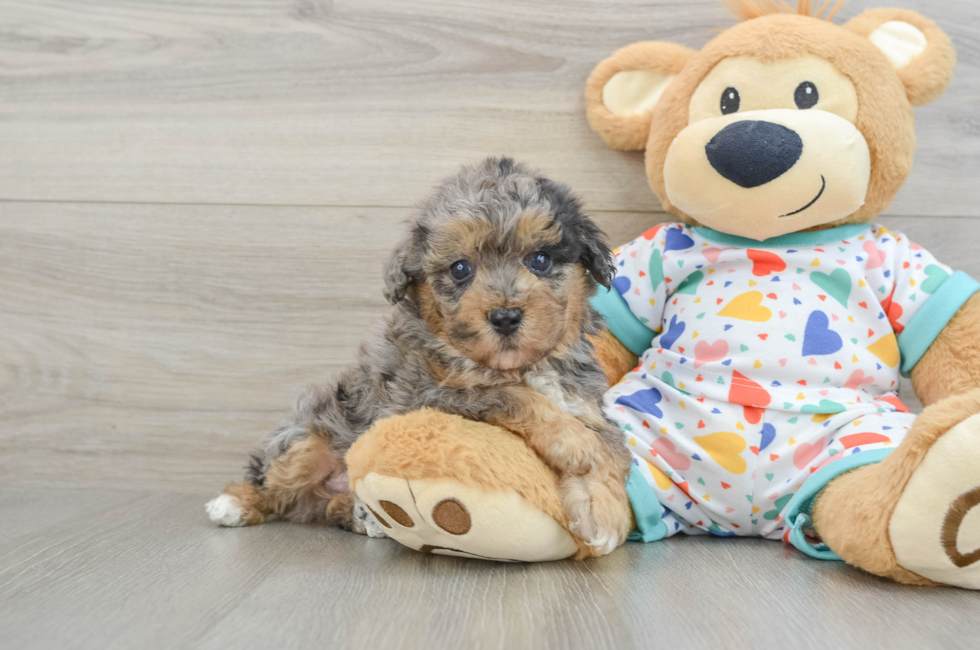 5 week old Poochon Puppy For Sale - Premier Pups