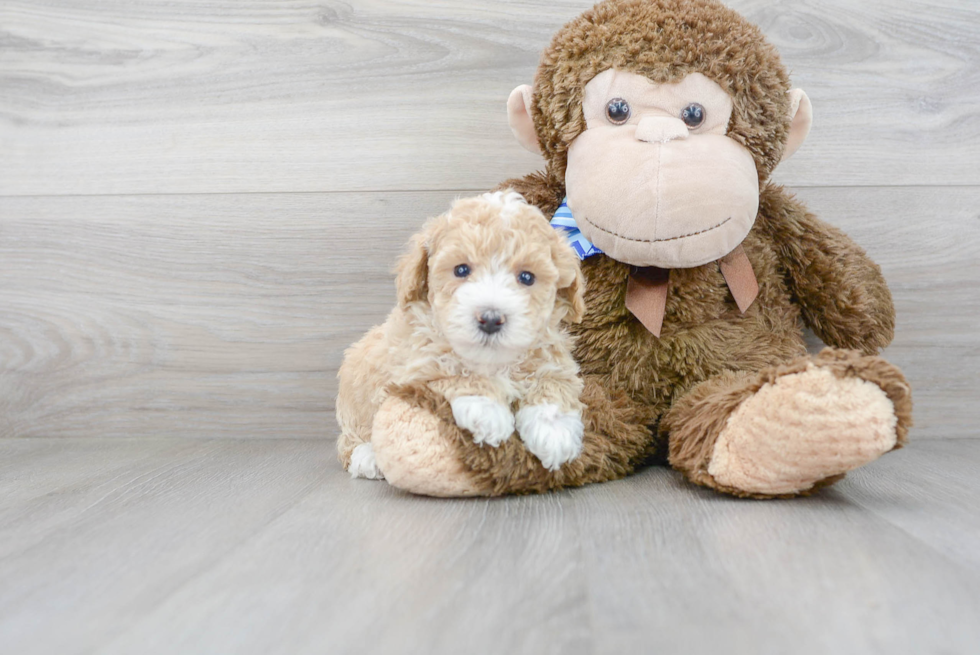 Fluffy Poochon Poodle Mix Pup