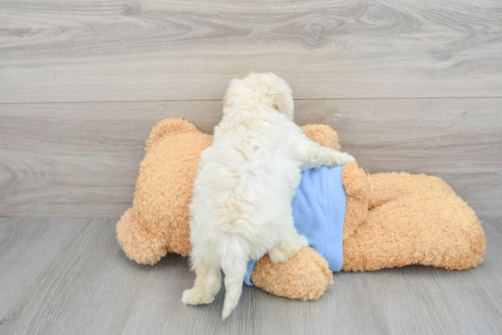 Petite Poochon Poodle Mix Pup