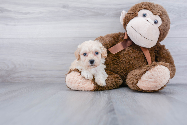 Best Poochon Baby