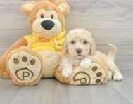 6 week old Poochon Puppy For Sale - Premier Pups