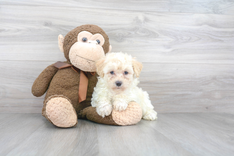 Petite Poochon Poodle Mix Pup