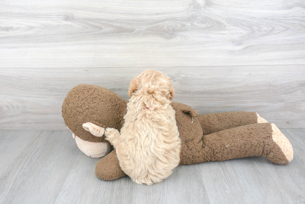 Petite Poochon Poodle Mix Pup