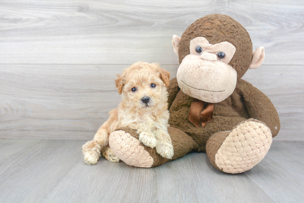 Adorable Bichpoo Poodle Mix Puppy