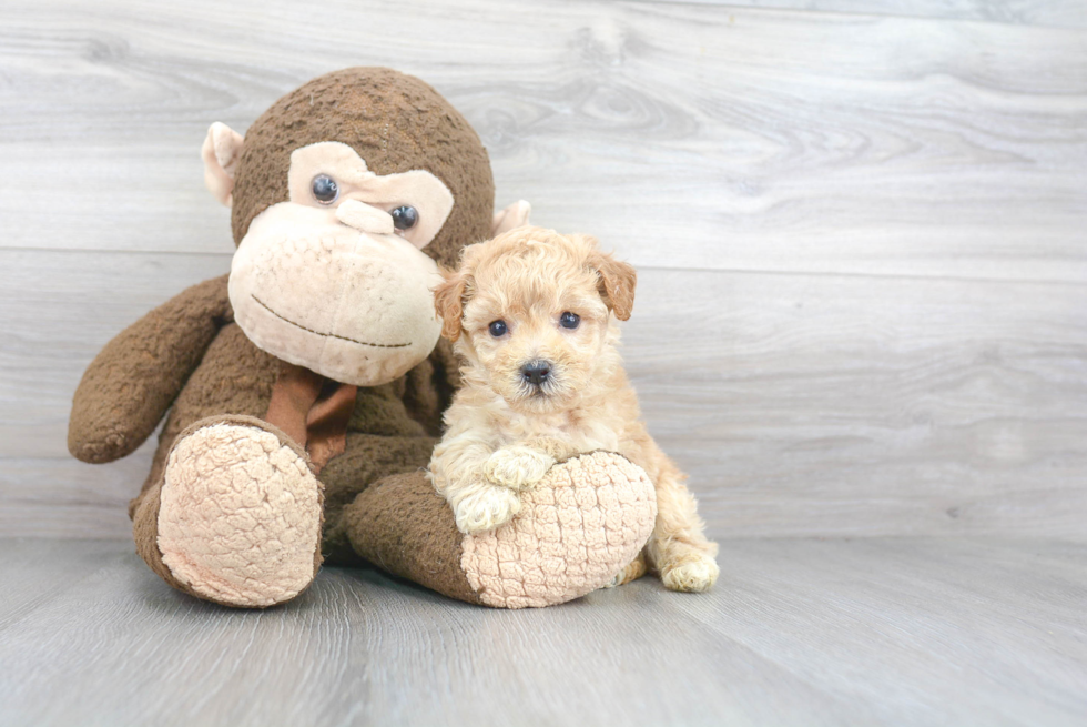 Fluffy Poochon Poodle Mix Pup