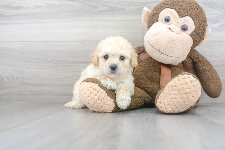 Friendly Poochon Baby