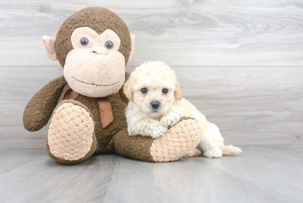 Funny Poochon Poodle Mix Pup