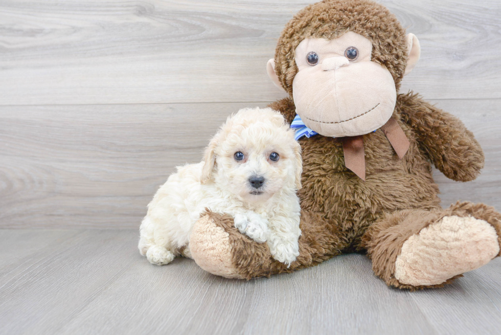 Little Bichpoo Poodle Mix Puppy