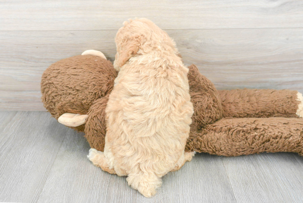 Petite Poochon Poodle Mix Pup