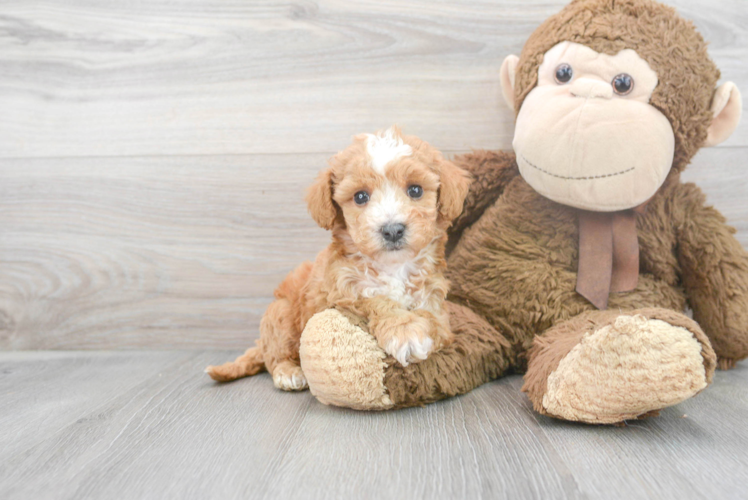 Poochon Pup Being Cute