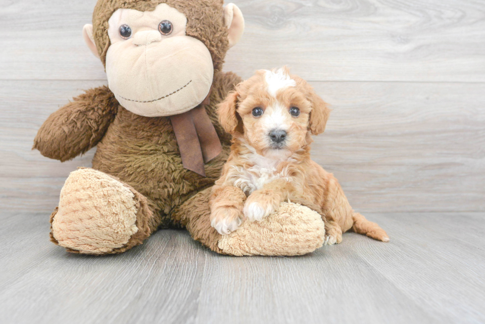 Poochon Pup Being Cute