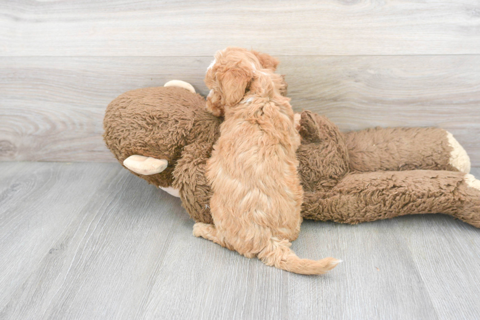 Playful Bichpoo Poodle Mix Puppy