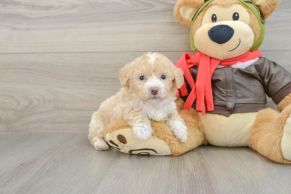 Smart Poochon Poodle Mix Pup