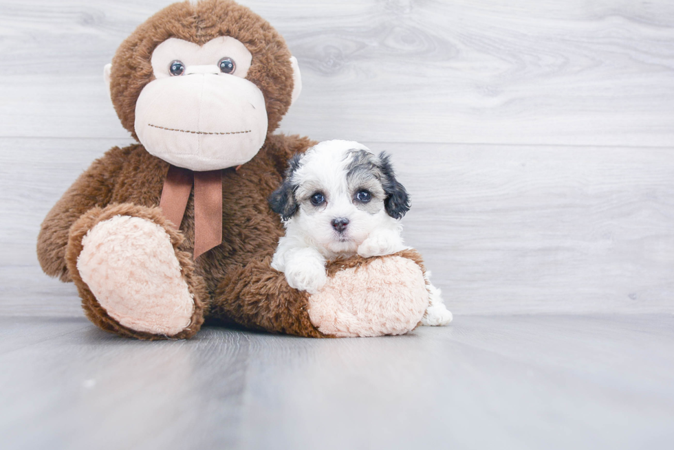 Small Poochon Baby