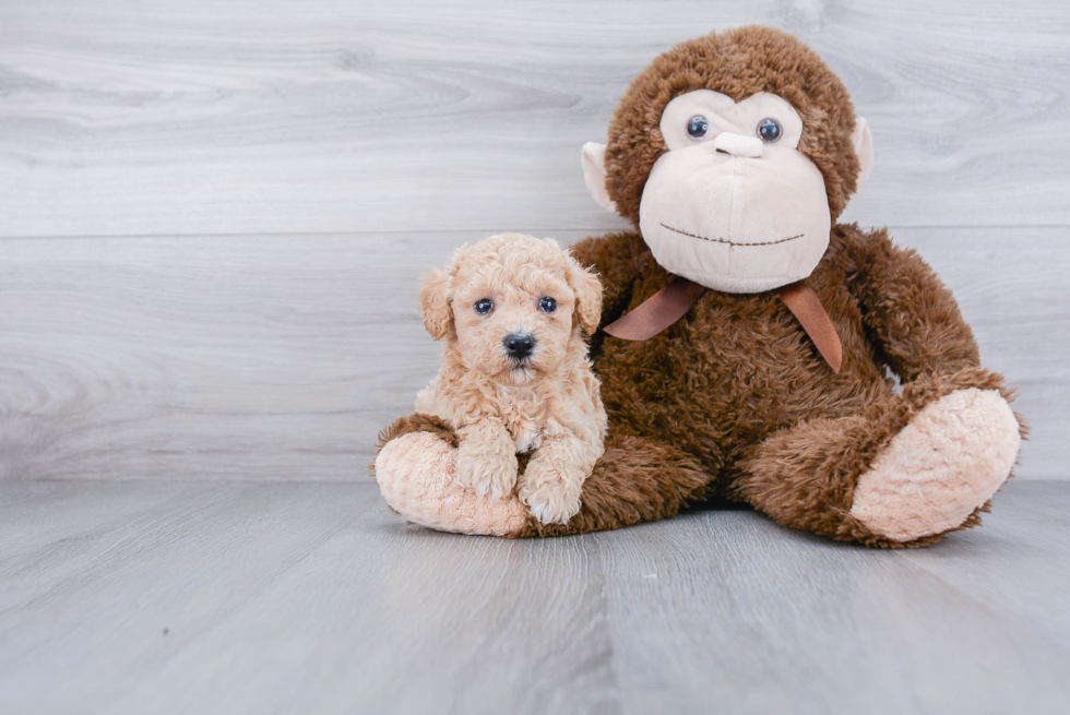 Friendly Poochon Baby