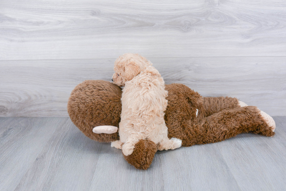 Funny Poochon Poodle Mix Pup