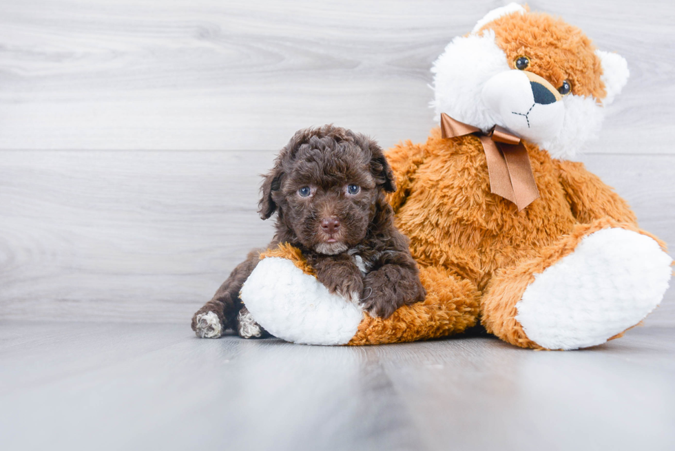 Poochon Pup Being Cute