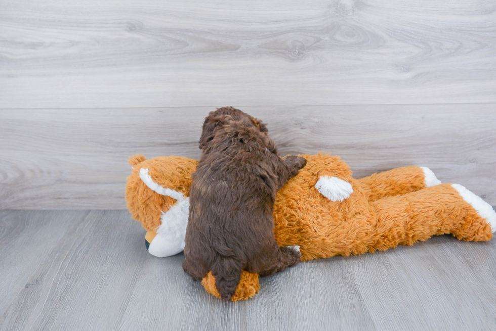 Popular Poochon Poodle Mix Pup