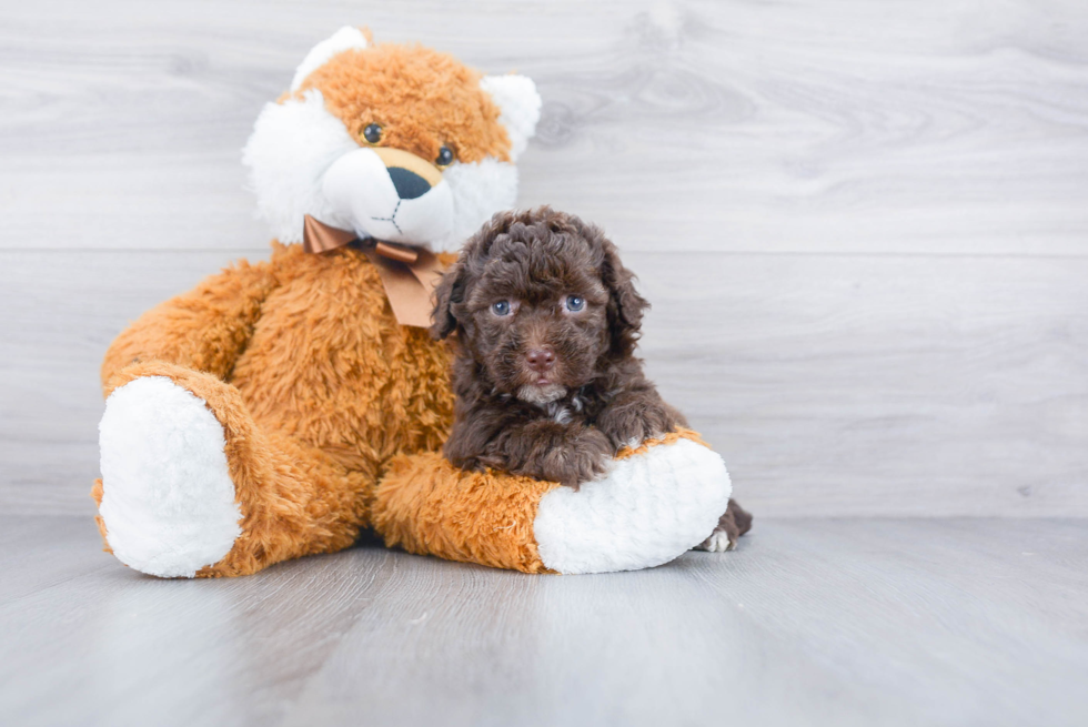 Playful Bichpoo Poodle Mix Puppy