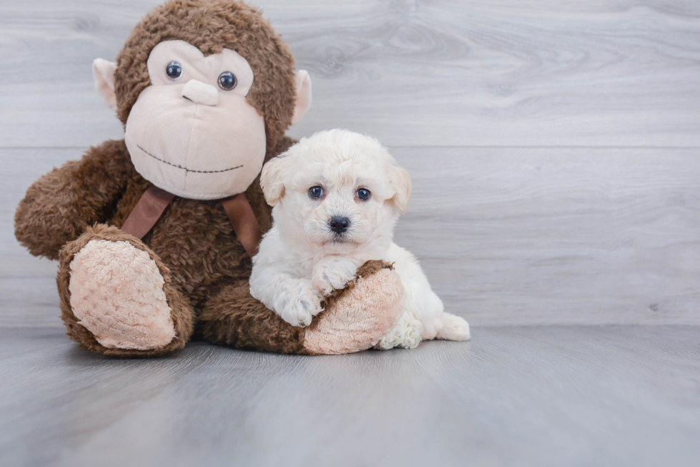 Funny Poochon Poodle Mix Pup