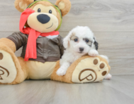 7 week old Poochon Puppy For Sale - Premier Pups