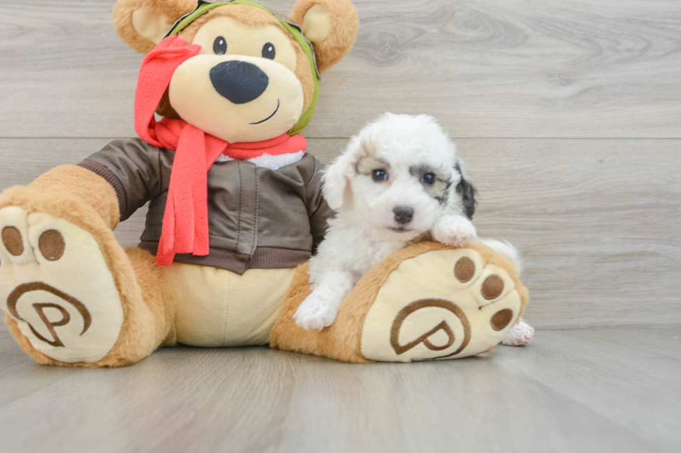 Energetic Bichpoo Poodle Mix Puppy