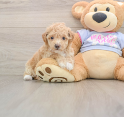 6 week old Poochon Puppy For Sale - Premier Pups