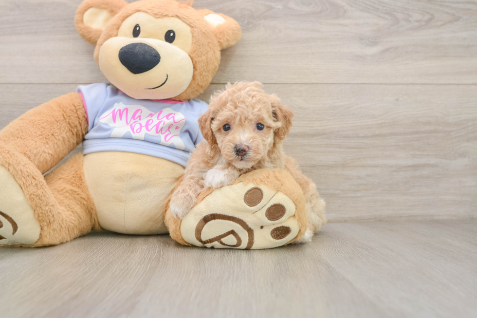 Poochon Puppy for Adoption