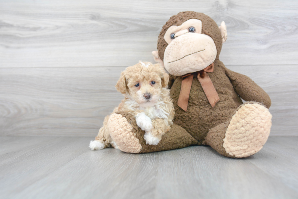 Petite Poochon Poodle Mix Pup