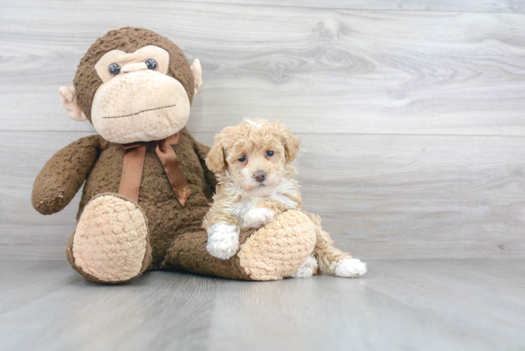 Adorable Bichpoo Poodle Mix Puppy