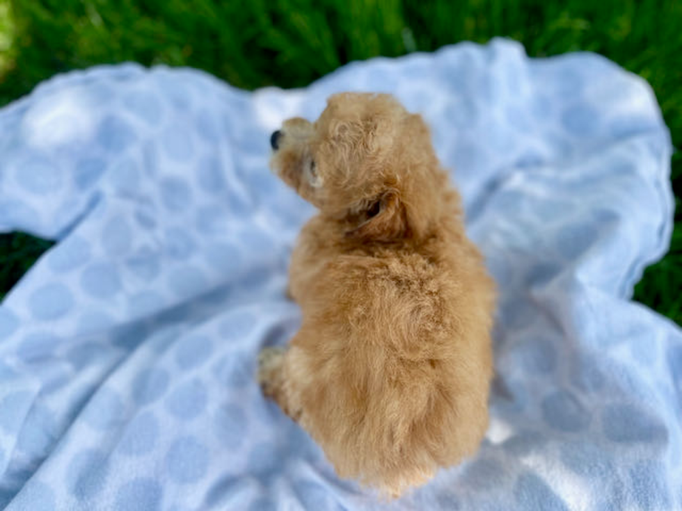 Fluffy Poochon Poodle Mix Pup